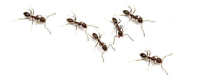 Hvordan blir jeg kvitt maur i huset eller på hytta? 